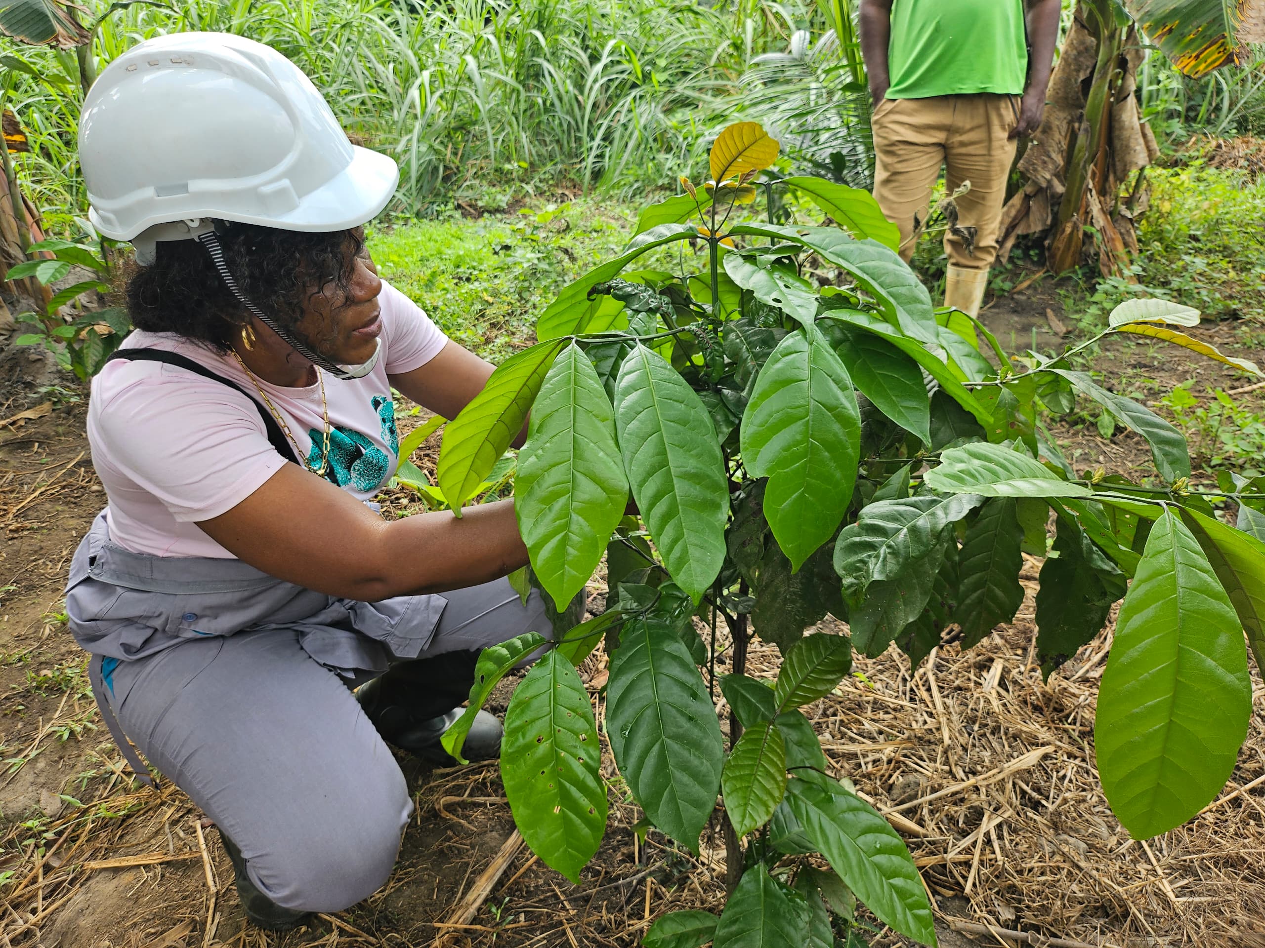 Coffee Harvest